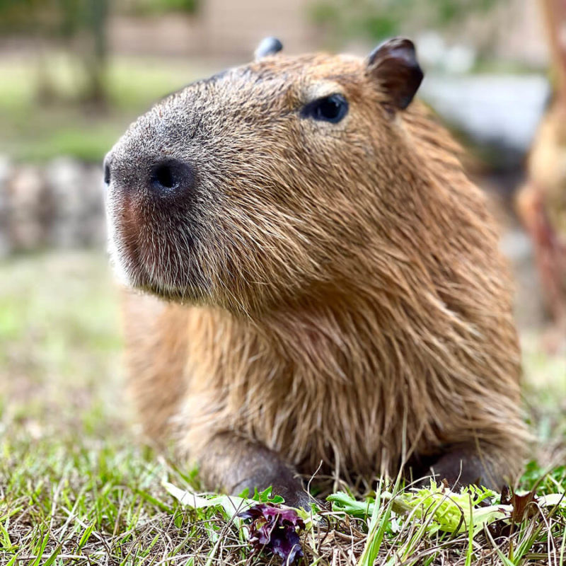 Капибары фото на телефон Meet A Capybara - Gatorland