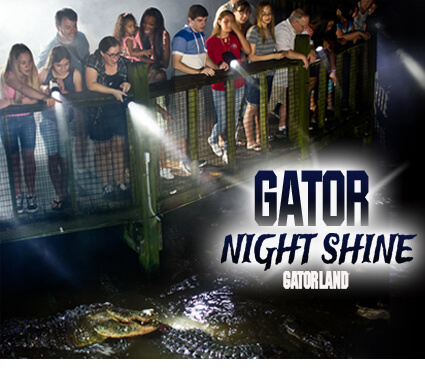 Gator Night Shine