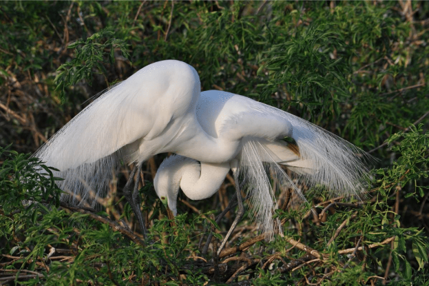 Great Egret