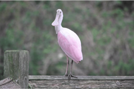 Spoonbill