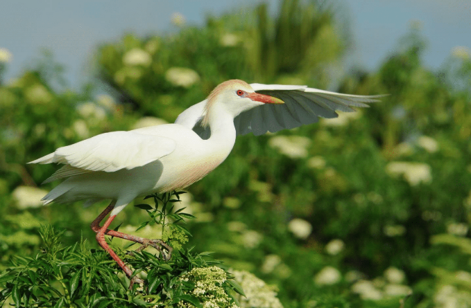 Bird Blog May