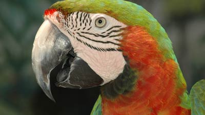 Parrots | Gatorland | Orlando Florida Family Adventure Theme Park
